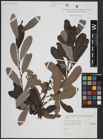 Foto von Salix atrocinerea Brot.
